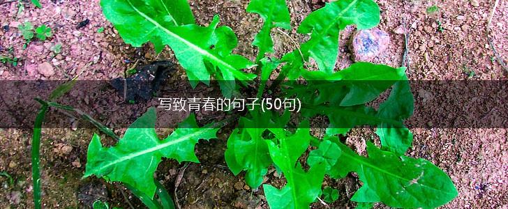 写致青春的句子(50句),第1张