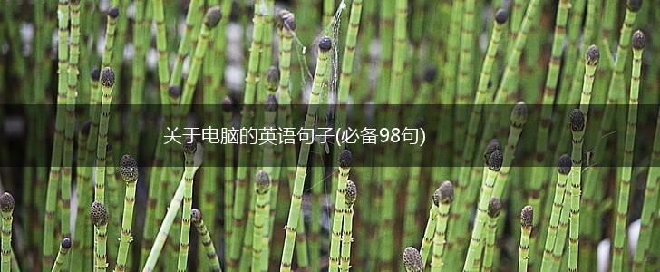 关于电脑的英语句子(必备98句),第1张