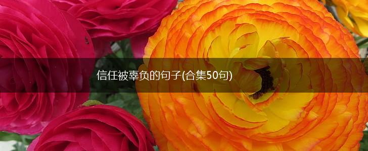 信任被辜负的句子(合集50句),第1张