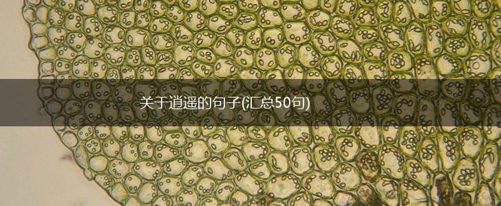 关于逍遥的句子(汇总50句),第1张