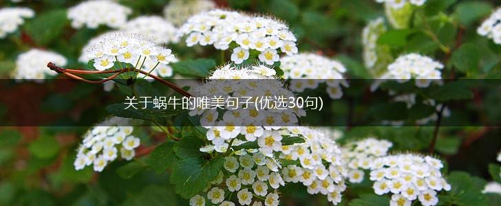 关于蜗牛的唯美句子(优选30句),第1张