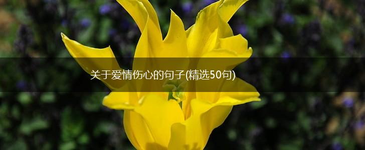 关于爱情伤心的句子(精选50句),第1张