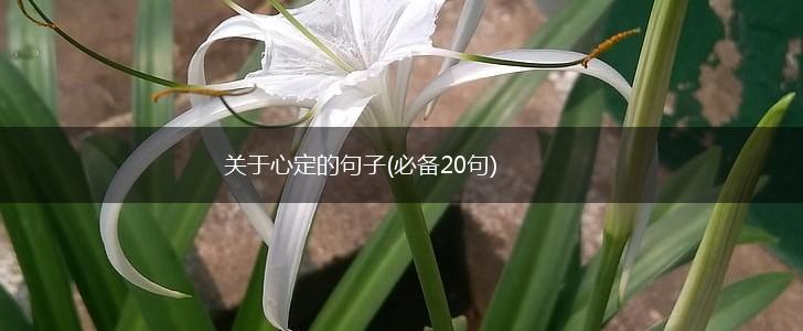 关于心定的句子(必备20句),第1张