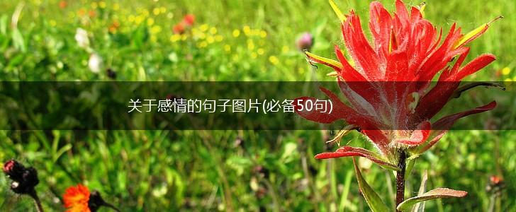 关于感情的句子图片(必备50句),第1张