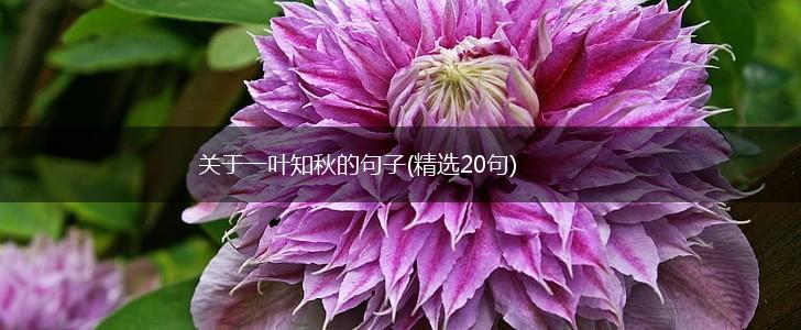 关于一叶知秋的句子(精选20句),第1张