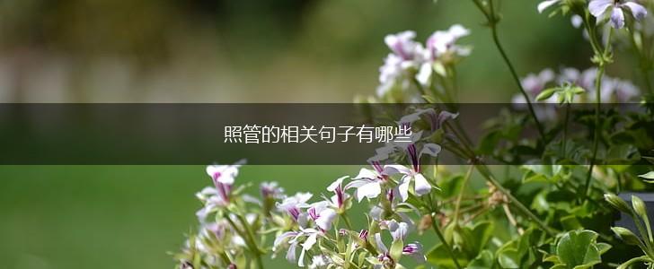照管的相关句子有哪些,第1张