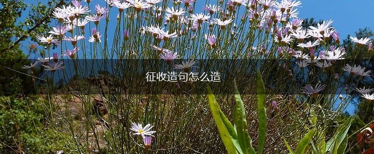 征收造句怎么造,第1张