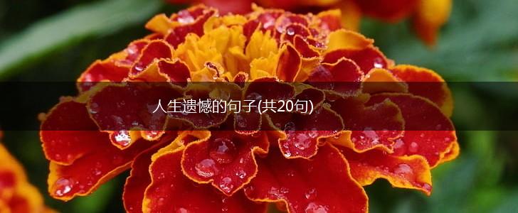 人生遗憾的句子(共20句),第1张
