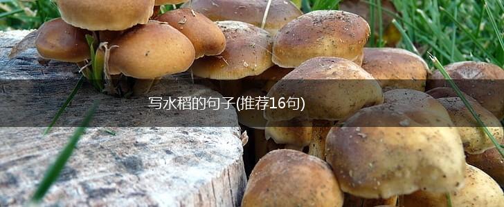 写水稻的句子(推荐16句),第1张