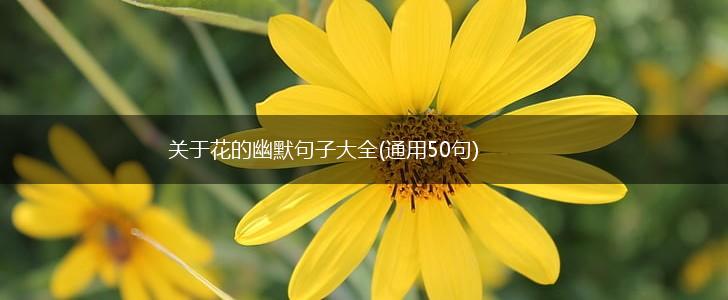 关于花的幽默句子大全(通用50句),第1张