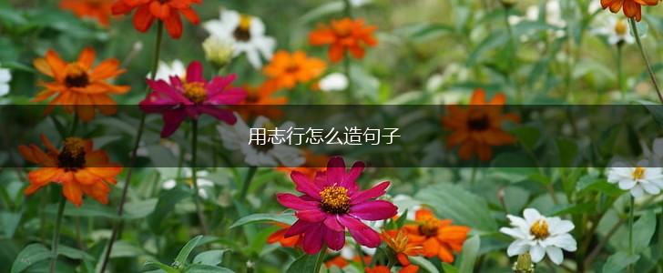 用志行怎么造句子,第1张