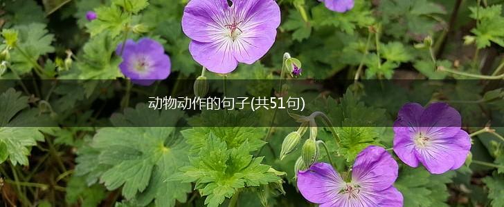 动物动作的句子(共51句),第1张