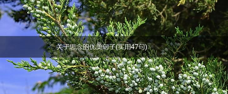 关于思念的优美句子(实用47句),第1张
