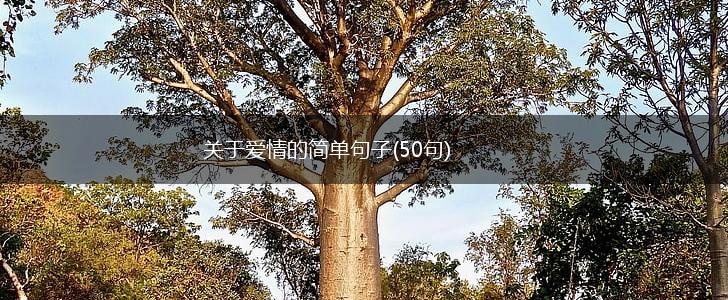 关于爱情的简单句子(50句),第1张