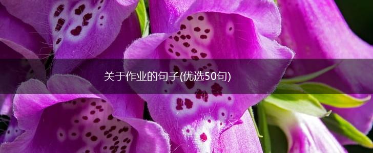 关于作业的句子(优选50句),第1张