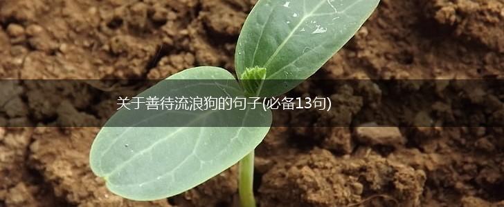 关于善待流浪狗的句子(必备13句),第1张
