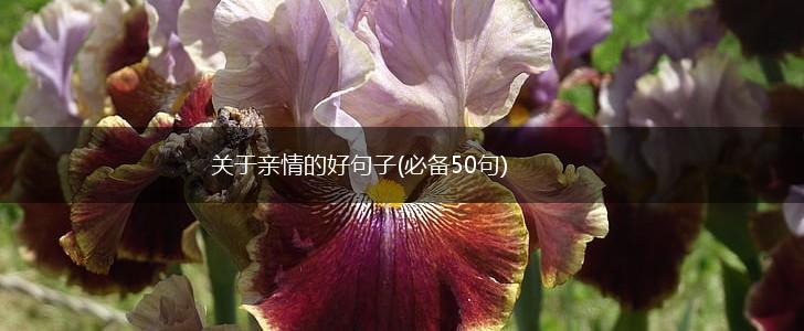 关于亲情的好句子(必备50句),第1张