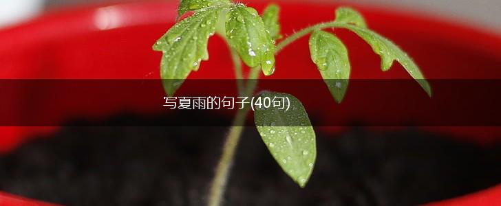 写夏雨的句子(40句),第1张
