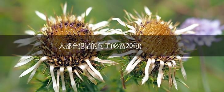 人都会犯错的句子(必备20句),第1张