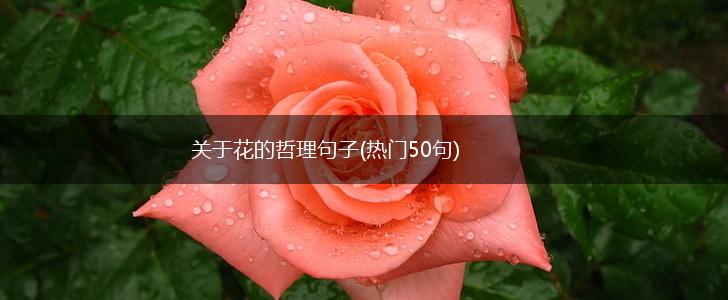 关于花的哲理句子(热门50句),第1张