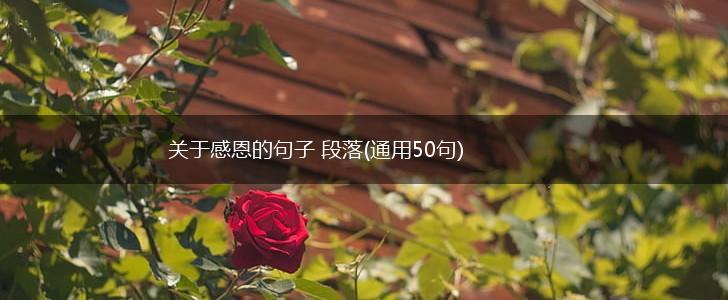 关于感恩的句子 段落(通用50句),第1张