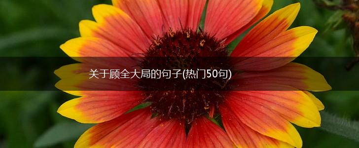 关于顾全大局的句子(热门50句),第1张