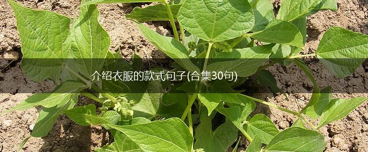 介绍衣服的款式句子(合集30句),第1张