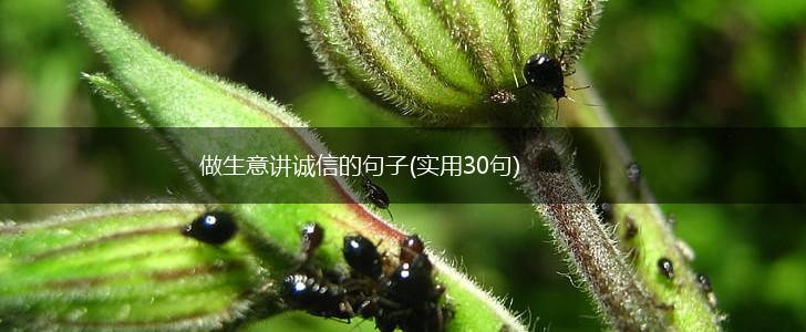 做生意讲诚信的句子(实用30句),第1张