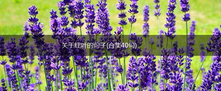 关于红叶的句子(合集40句),第1张