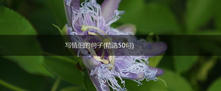 写情侣的句子(精选50句),第1张