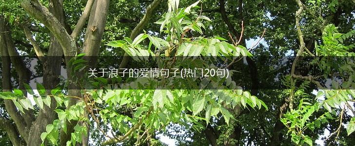 关于浪子的爱情句子(热门20句),第1张