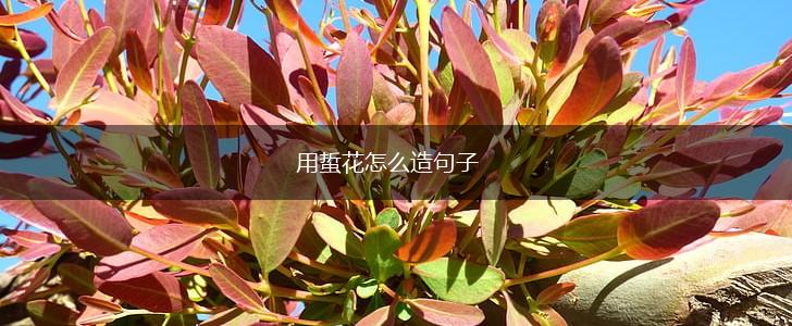 用蜇花怎么造句子,第1张