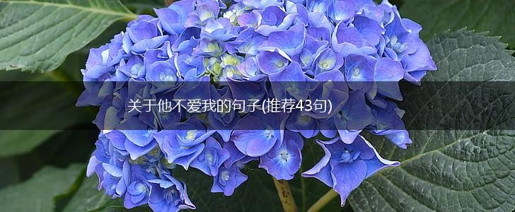 关于他不爱我的句子(推荐43句),第1张
