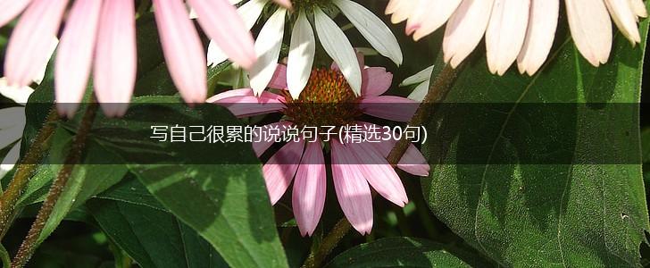 写自己很累的说说句子(精选30句),第1张