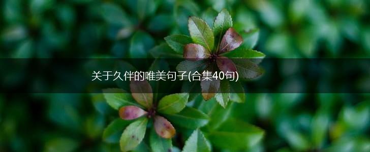 关于久伴的唯美句子(合集40句),第1张