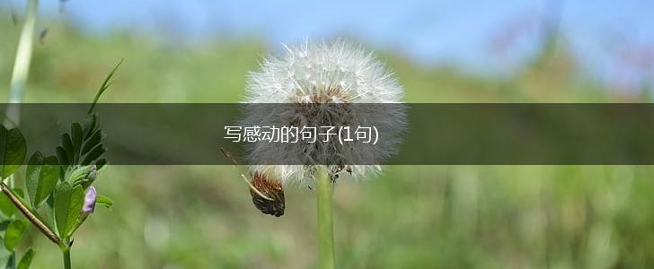 写感动的句子(1句),第1张