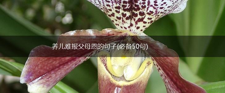 养儿难报父母恩的句子(必备50句),第1张