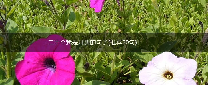 二十个我是开头的句子(推荐20句),第1张