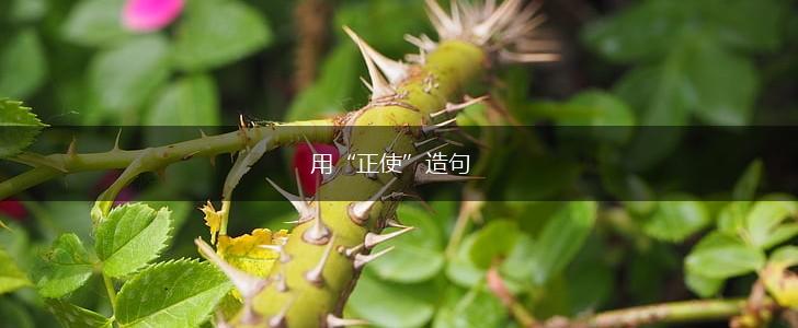 用“正使”造句,第1张