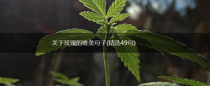 关于玫瑰的唯美句子(精选49句),第1张