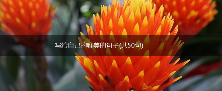 写给自己的唯美的句子(共50句),第1张