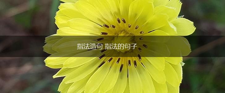 指法造句 指法的句子,第1张