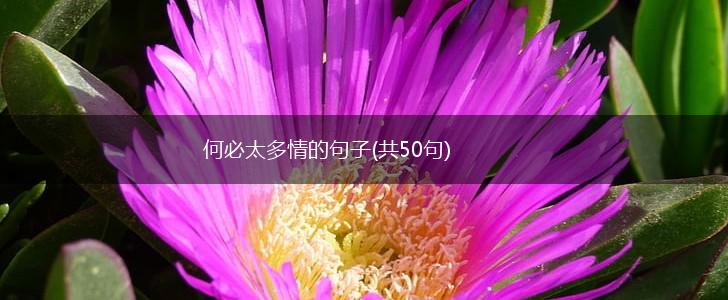 何必太多情的句子(共50句),第1张