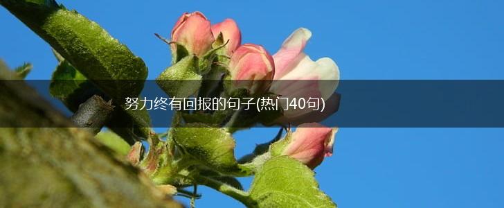 努力终有回报的句子(热门40句),第1张