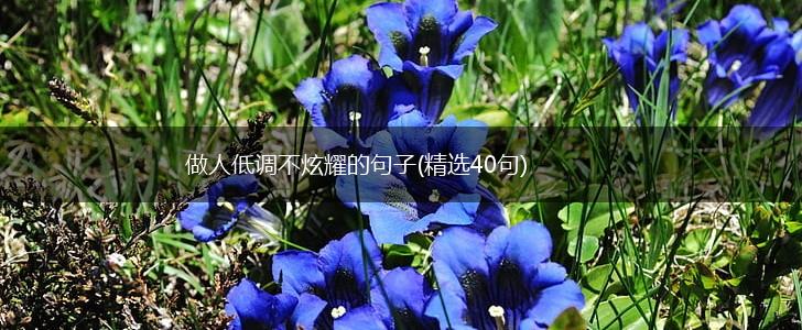 做人低调不炫耀的句子(精选40句),第1张