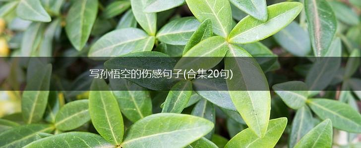 写孙悟空的伤感句子(合集20句),第1张