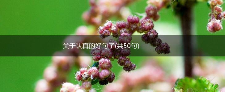 关于认真的好句子(共50句),第1张
