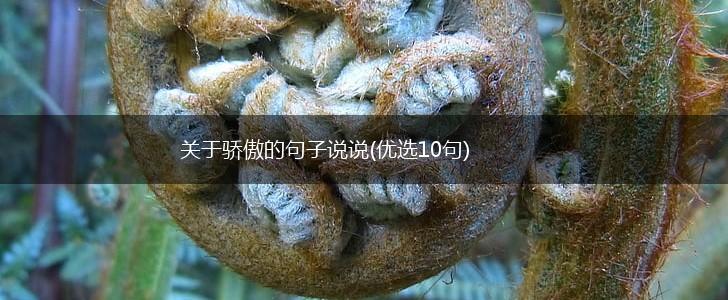 关于骄傲的句子说说(优选10句),第1张