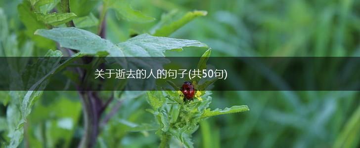 关于逝去的人的句子(共50句),第1张