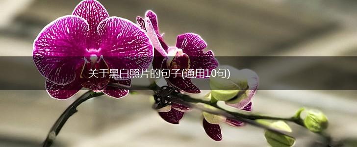 关于黑白照片的句子(通用10句),第1张